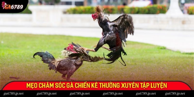 Mẹo chăm sóc gà chiến kê thường xuyên tập luyện