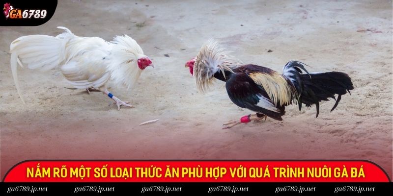 Nắm rõ một số loại thức ăn phù hợp với quá trình nuôi gà đá