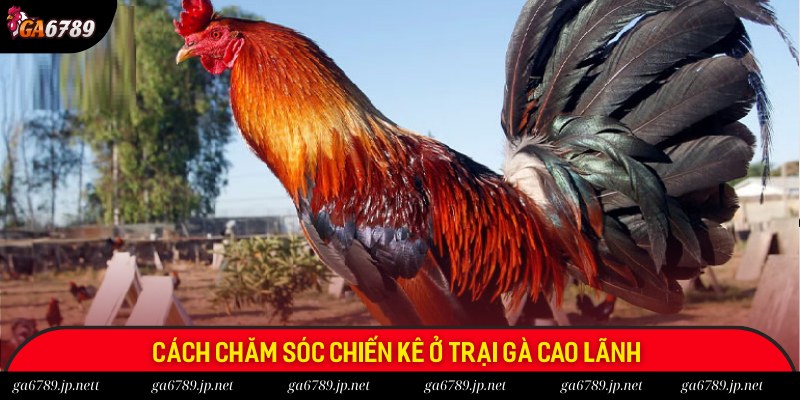 Chiến kê Cao Lãnh có một chế độ chăm sóc đặc biệt