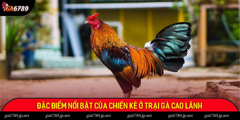 Giới thiệu sơ qua đặc điểm của chiến kê vùng Cao Lãnh