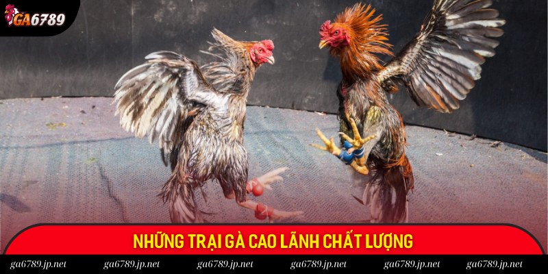 Giới thiệu 3 trại Cao Lãnh có tiếng hiện nay